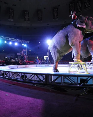 Ringling Bros. and Barnum & Bailey Circus Norfolk